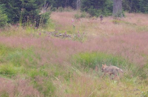Der seltene Wolfsnachwuchs wurde am 27. Juli bei einem Streifzug mit einem erwachsenen Tier von einer Wildkamera eingefangen. Foto: FVA