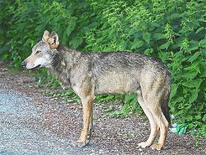 Wer hat den Wolf vom Schluchsee erschossen? Naturschutzverbände haben für Hinweise auf den Schützen eine Belohnung ausgesetzt. Foto: Riegel/FVA