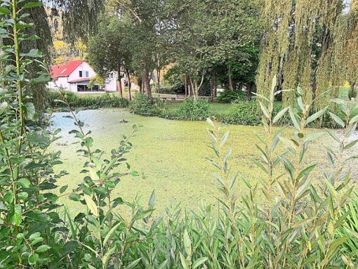 Was aussieht wie eine Wiese, ist in Wirklichkeit der Kurparksee in Bad Imnau. Dicht an dicht sorgen Wasserlinsen für eine grüne Oberfläche. Ein Fachbüro wurde jetzt beauftragt nachhaltige Pflegemaßnahmen auszuarbeiten. Foto: Haid Foto: Schwarzwälder Bote