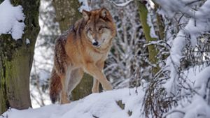 Ziegenriss in Forbach geht auf Wolf zurück