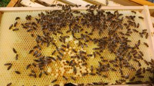 So kommt man zum eigenen Bienenvolk