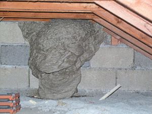 Ordentliche  Ausmaße hat das Wespennest auf dem Dachboden bei  Familie Steinbach. Fast wirkt es wie ein modernes Kunstwerk.   Foto: Danner