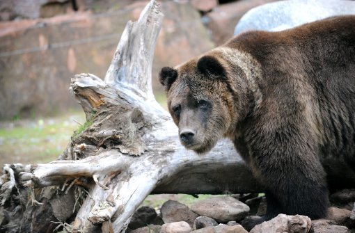 Im Bärenpark in Bad Rippoldsau-Schapbach leben Bären in freier Natur - allerdings unzugänglich für Menschen. Foto: Hopp