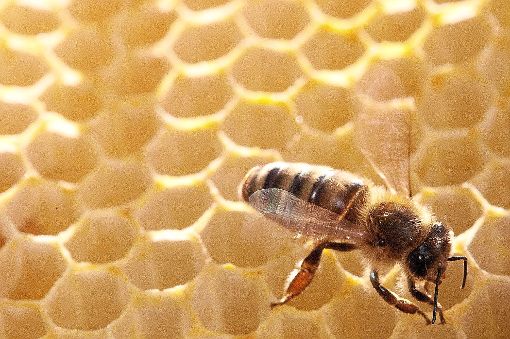 Gefahr für Bienennachwuchs: Die amerikanische Faulbrut ist eingeschleppt worden.  Foto: Gabbert