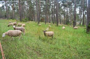 Diese Schafe betätigen sich aktuell als Landschaftspfleger im Schonwald am Fischbacher Fahrenberg.   Foto: Bantle Foto: Schwarzwälder Bote
