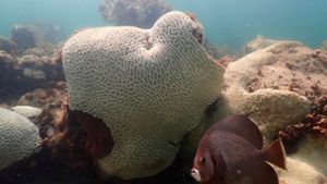 Korallen, die Anzeichen von Bleiche zeigen, bei Cheeca Rocks vor der Küste von Florida. Foto: Andrew Ibarra/NOAA/AP/dpa