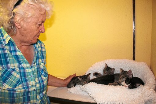 60 Katzen, darunter diese Vierlinge, die sechs Wochen alt sind, sorgen bei Carola Hannes im Tierheim für Platzprobleme.  Fotos: Bächle Foto: Schwarzwälder Bote