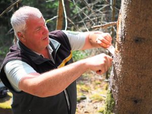 Andreas Wacker, Revierleiter in Bad Wildbad, schält mit einem Messer Rinde vom Baum, um diesen auf Käferbefall zu überprüfen. Fotos: Mutschler Foto: Schwarzwälder Bote