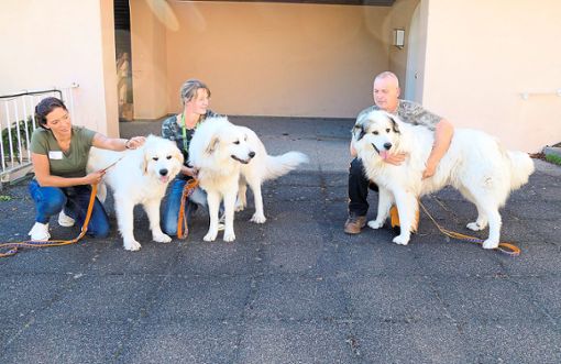 Herdenschutzhund-Ausbilder Michael Witter mit sienen Hunden.   Foto: Stadler