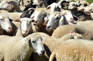 Schafe sind vor allem Träger für die Q-Fieber-Erkrankung, die auch in letzter Zeit wieder vermehrt in der ländlichen Umgebung aufgetreten ist Foto: dpa