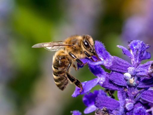 Mehr Blütenvielfalt für Bienen in Horb wünschen sich die Horber Sozialdemokraten. Foto: pixabay Foto: Schwarzwälder Bote