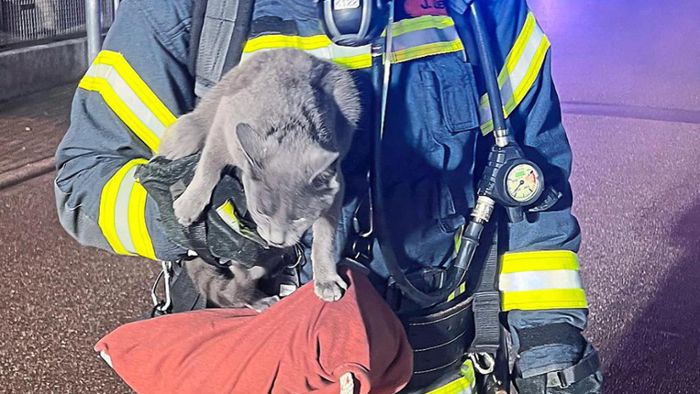 Feuerwehr rettet Katze aus verrauchter Wohnung