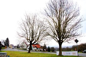 Die beiden Ahornbäume am oberen Ortseingang von Bietenhausen sorgen im Herbst mit ihrem Samen für Unmut bei den Anwohnern. Das wurde im Ortschaftsrat deutlich.  Foto: Beiter