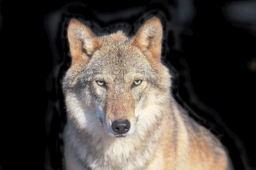 Weidetierhalter befürchten, dass von Wölfen in Zukunft Gefahr für ihre Tiere ausgehen könnte.   Foto: © olga_gl – stock.adobe.com