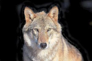 Weidetierhalter befürchten, dass von Wölfen in Zukunft Gefahr für ihre Tiere ausgehen könnte.   Foto: © olga_gl – stock.adobe.com