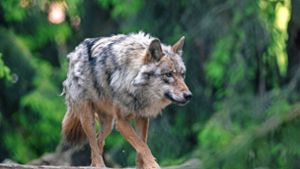 Ein Wolf (Symbolfoto) Foto: Armin Weigel/dpa