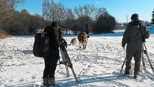 Auge in Auge mit der Kuh: Die Uria-Rinder der Familie Maier sind nicht kamerascheu. Foto: Privat