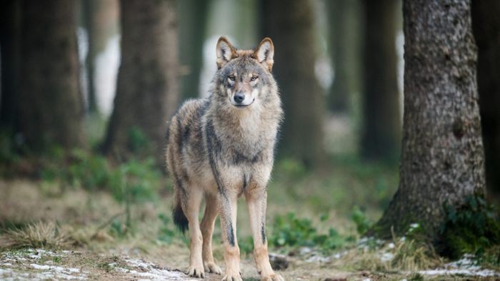 AfD-Kreisverband fordert Jagd auf Wolf