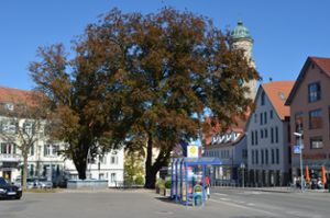 Am kommenden Montag sollen die Blutbuchen am Obertorplatz in Hechingen gefällt werden. Das hat die Stadt mitgeteilt.  Foto: Stadt