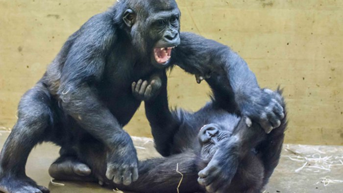 Zwei Jung-Gorillas ziehen um