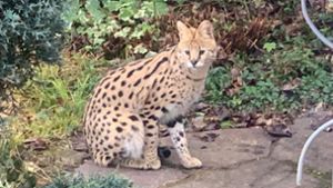 Peta fordert Haltungsverbot von exotischen Wildkatzen