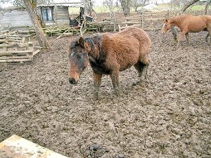 Die katastrophale Pferdehaltung in Mariazell hat laut Landratsamt ein Ende. Foto: Hopp