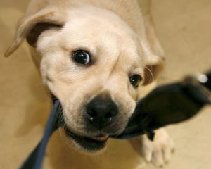 Ein kleines Mädchen will einen Labrador streicheln, doch dieser schnappt zu. (Symbolbild) Foto: dpa