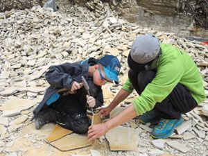 Auf der Suche nach Versteinerungen: Ein Junge bearbeitet mit Hammer und Meißel eine Steinplatte, die von einem Helfer festgehalten wird. Foto: Veranstalter Foto: Schwarzwälder Bote