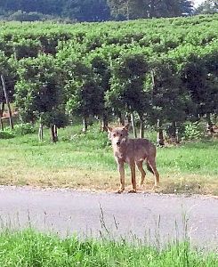 Kürzlich wurde ein Wolf bei Überlingen in den Obstplantagen fotografiert. Wahrscheinlich das gleiche Tier wurde jetzt östliche von Bad Dürrheim gesichtet.  Foto: Forstliche Versuchsanstalt Baden-Württemberg