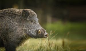 Ein Unbekannter hat bei Würzbach ein Wildschwein erlegt. (Symbolfoto) Foto: natureimmortal_Fotolia.com
