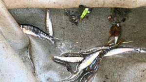 550 Fische im Schwarzenbach gefangen und umgesetzt