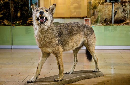 Der letzte in Württemberg erlegte Wolf steht präpariert im Staatlichen Museum für Naturkunde in Stuttgart auf dem Boden. Er wurde 1847 geschossen. Foto: dpa