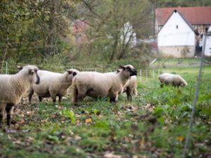 Ein Hobbyschäfer aus Gruol fand drei Schafe seiner Herde tot vor. (Symbolfoto) Foto: dpa