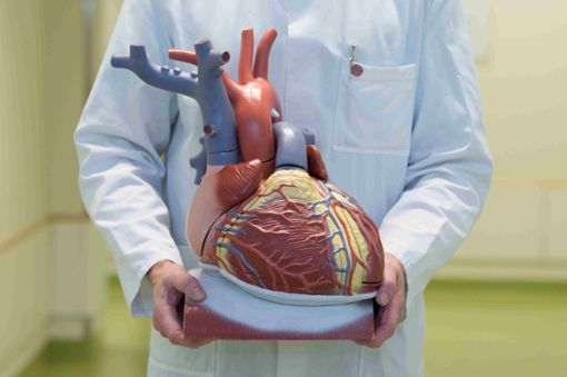 Die Herzsportgruppe Salzstetten informiert über aktuelle Möglichkeiten in der Herzchirurgie. Auf dem Foto hält ein Arzt ein anatomisches Modell des menschlichen Herzens.  Symbol-Foto: Kahnert Foto: Schwarzwälder Bote