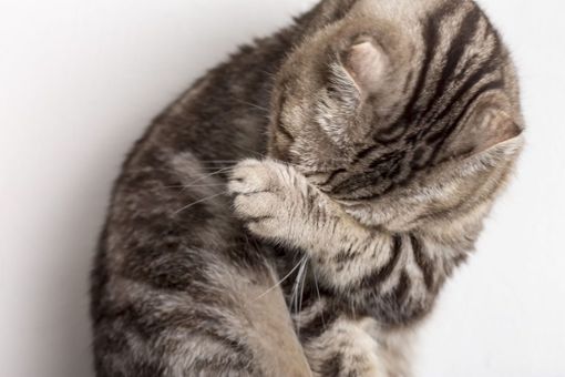 Problemkatzen sind trotz großer Nachfrage schwer vermittelbar. Foto: koldunova – stock-adobe.com