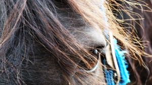 Ganz alleine war ein Pony von Fohrenbühl nach Lauterbach unterwegs. (Symbolfoto) Foto: Pixabay
