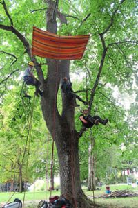 Mit Seilen und Klettergeschirr geht es für die Schüler der Albert-Schweitzer-Schule in die Bäume.  Fotos: Pohl Foto: Schwarzwälder Bote