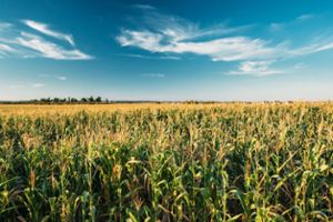 Die Trockenheit sorgt für frühreifen Mais. (Symbolfoto) Foto: Grisha Bruev/ Shutterstock