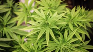 Lauterbach will bei Cannabis-Gesetz auf Länder zugehen