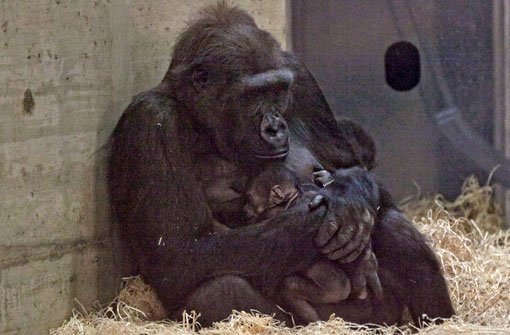 Das Gorilla-Baby in der Wilhelma wird liebevoll von seiner Mutter umhegt. Das Foto einer Besucherin hat nun eindeutig gezeigt: es ist ein Junge. Foto: Leserfotograf siri1711