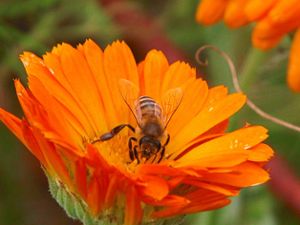 Das  Netzwerk Blühende Landschaft hilft, dass Insekten wieder mehr Nahrung finden. Foto: Mellifera Foto: Schwarzwälder Bote