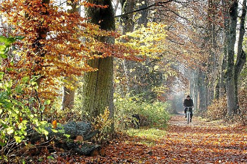 Ein Ausflug in den Wald lohnt sich zu jeder Jahreszeit. Der Stadtwald Oberndorf umfasst die Größe von 1211,6 Hektar. Foto: Gössl Foto: Schwarzwälder-Bote