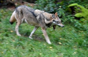 Experten bestätigten, dass es sich bei dem Vierbeiner tatsächlich um einen Wolf gehandelt hat. (Symbolfoto) Foto: dpa