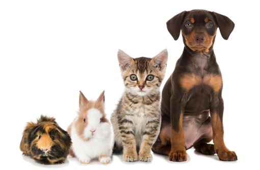 Ein Haustier bedeutet Verantwortung – und sollte bestenfalls ein Familienmitglied werden. Foto: AdobeStock_Dora Zett