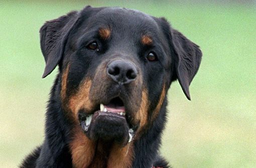 Hunde-Terror in Burladingen: In der Kernstadt geht die Angst vor einem unberechenbaren Rottweiler um. (Symbolfoto) Foto: Thissen