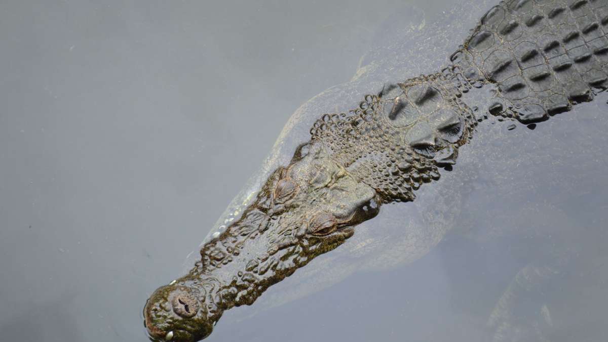 Australien: Krokodile nach Hochwasser in den Fluten entdeckt