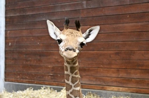 Das am 31. Januar geborene Giraffenbaby ist bereits ein Star im Internet Foto: Wilhelma