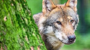 Landkreis bereitet Resolution zum Wolf vor