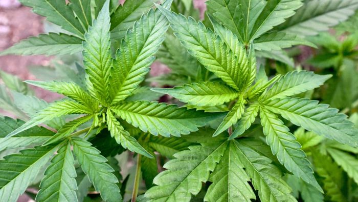 Gesetzesänderung zu Cannabis hilft 19-Jährigem vor Gericht