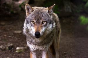 Hat ein Wolf das Schaf bei Nußbach gerissen?(Symbolbild) Foto: Pixaby/raincarnation40